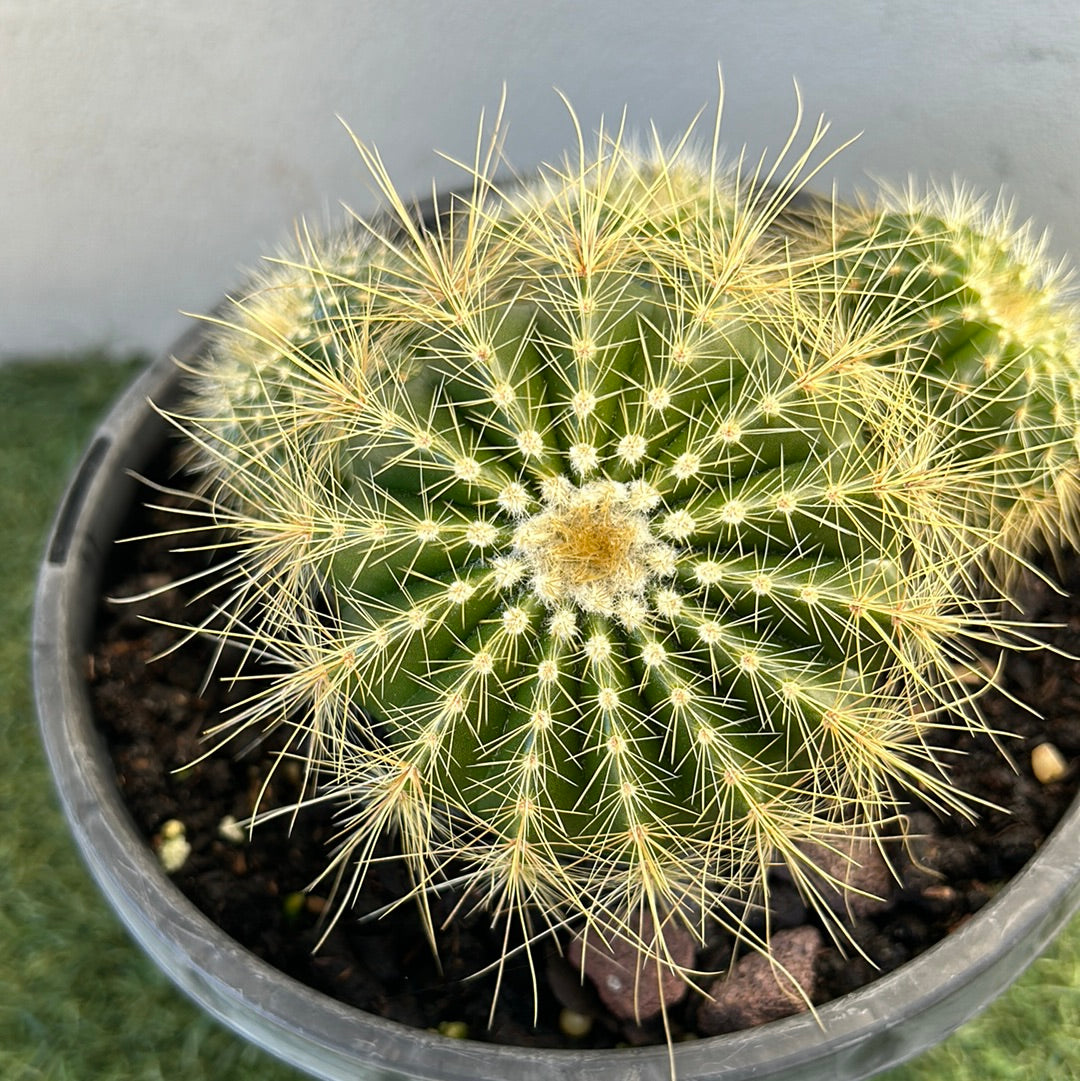 PARODIA WARASII