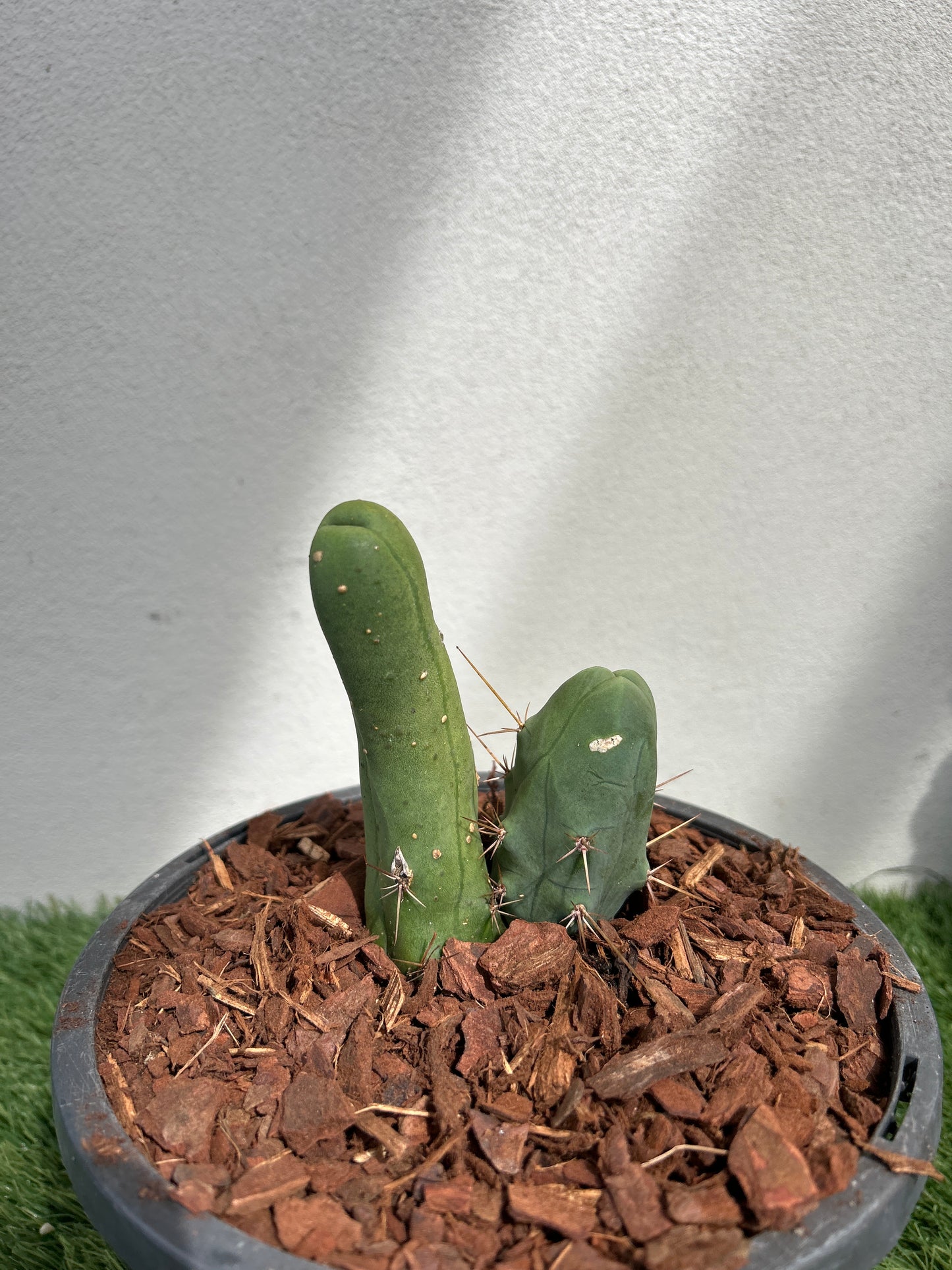 Penis Cactus