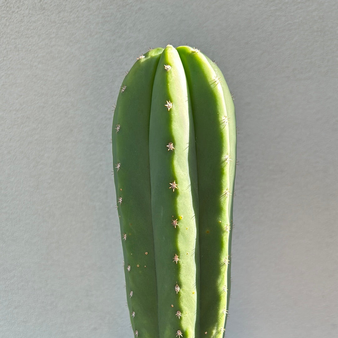 Echinopsis Scopulicola