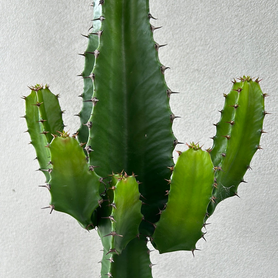 Euphorbia Cowboy 8 arms