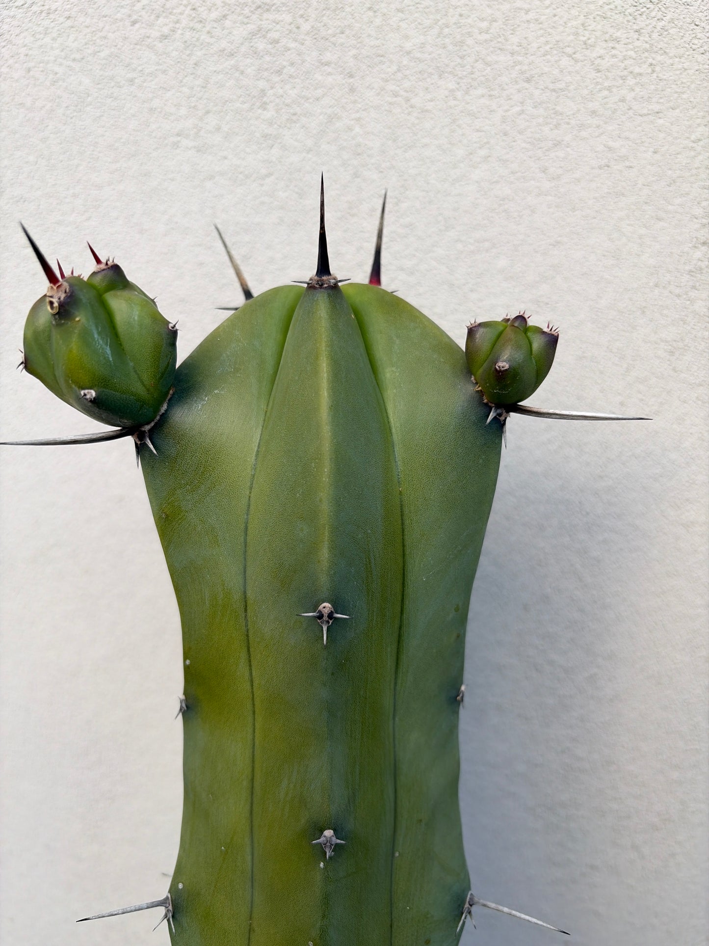 Myrtillocactus