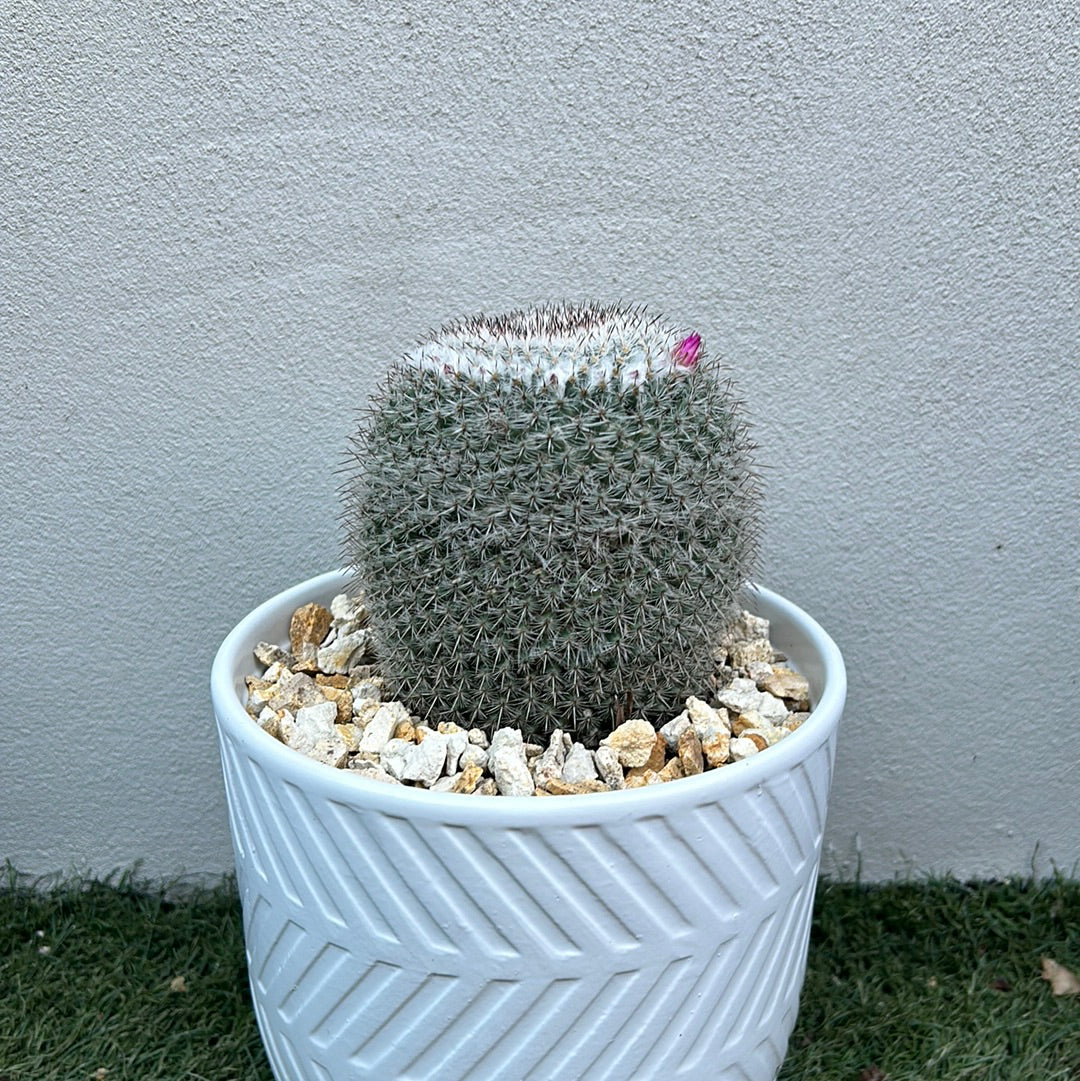 Mamillaria Cactus