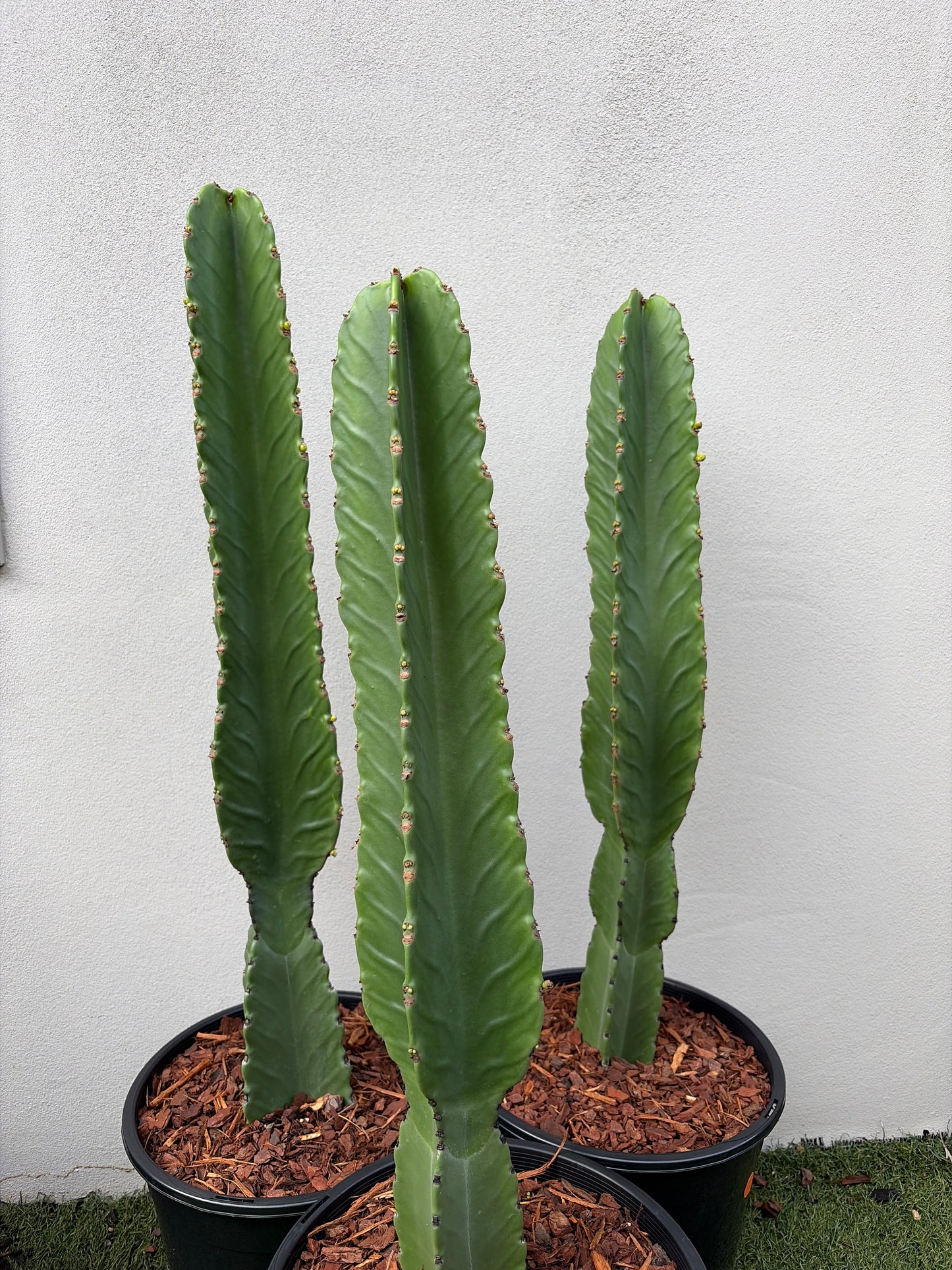 Euphorbia Ingen Cactus