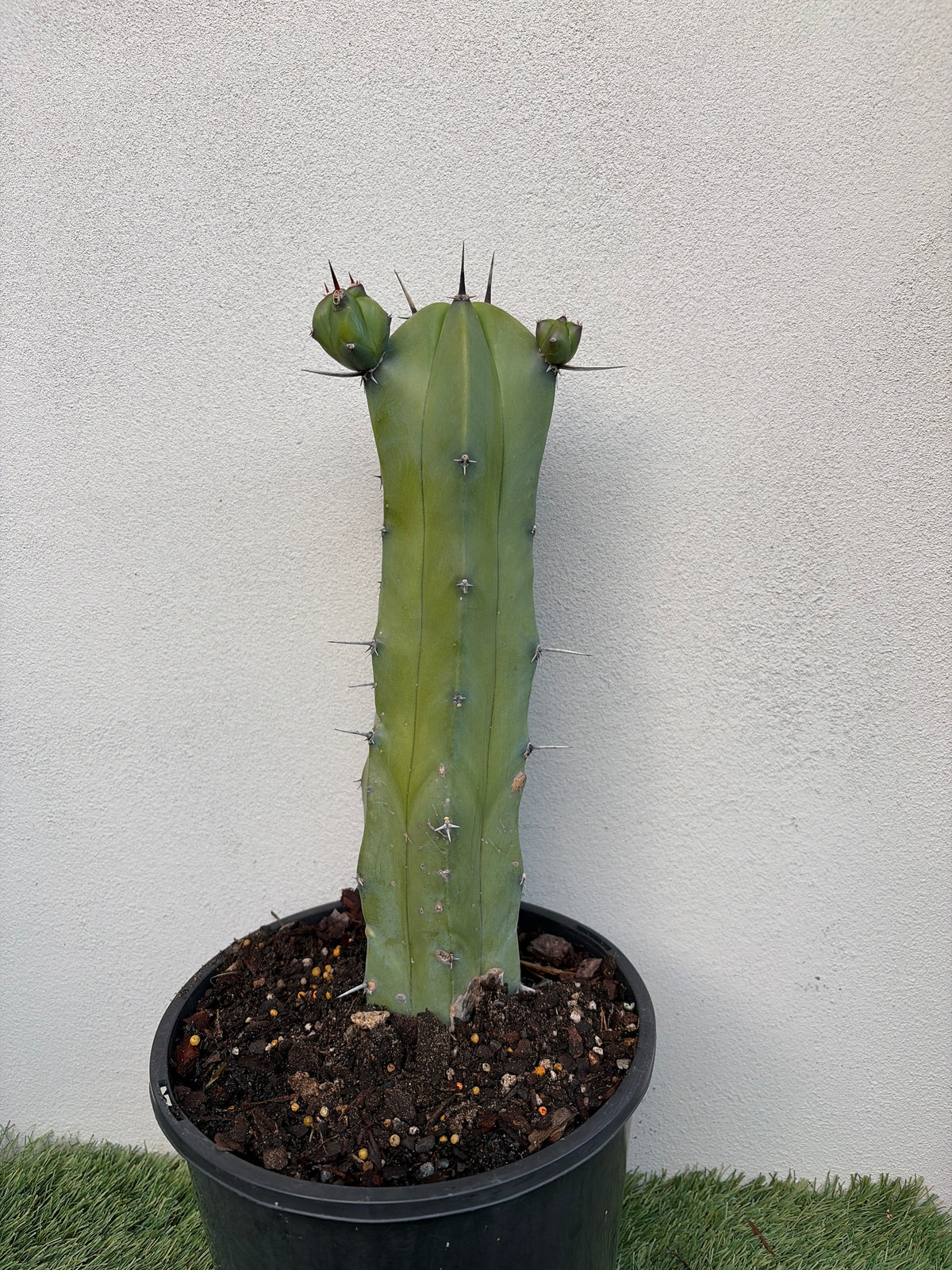 Myrtillocactus
