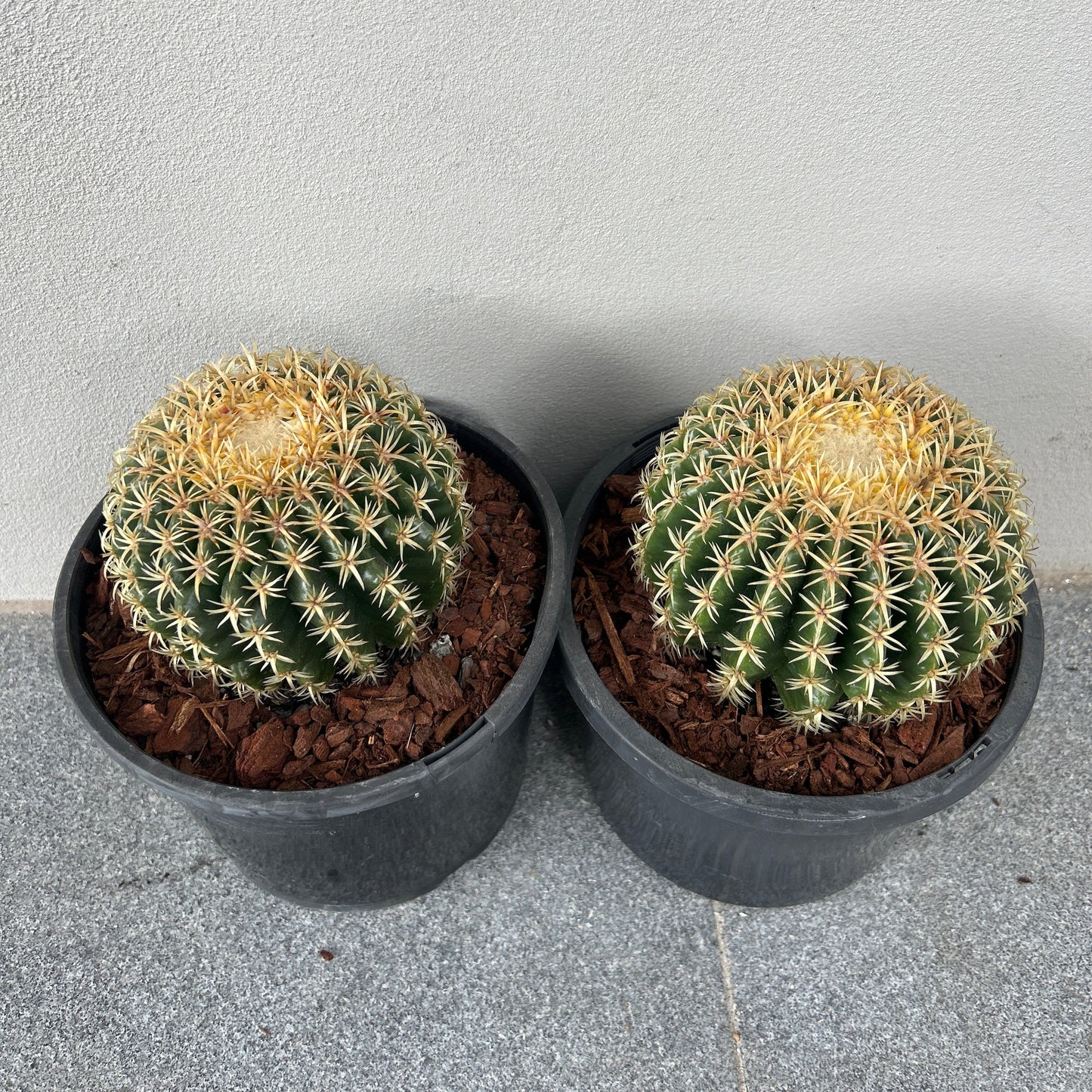 Echinocactus Brevispinus (Short spine barrel)