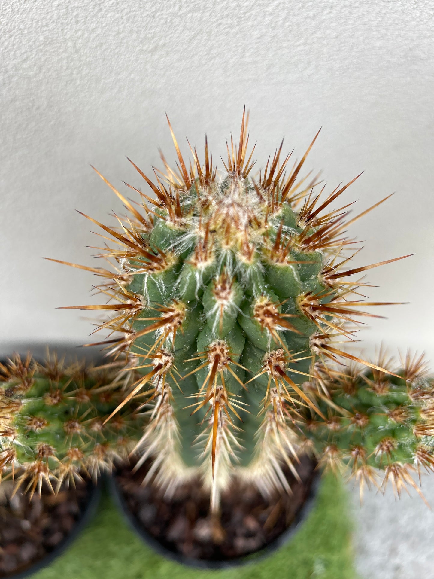 Pilocereus gounellei Cactus with 2 arms