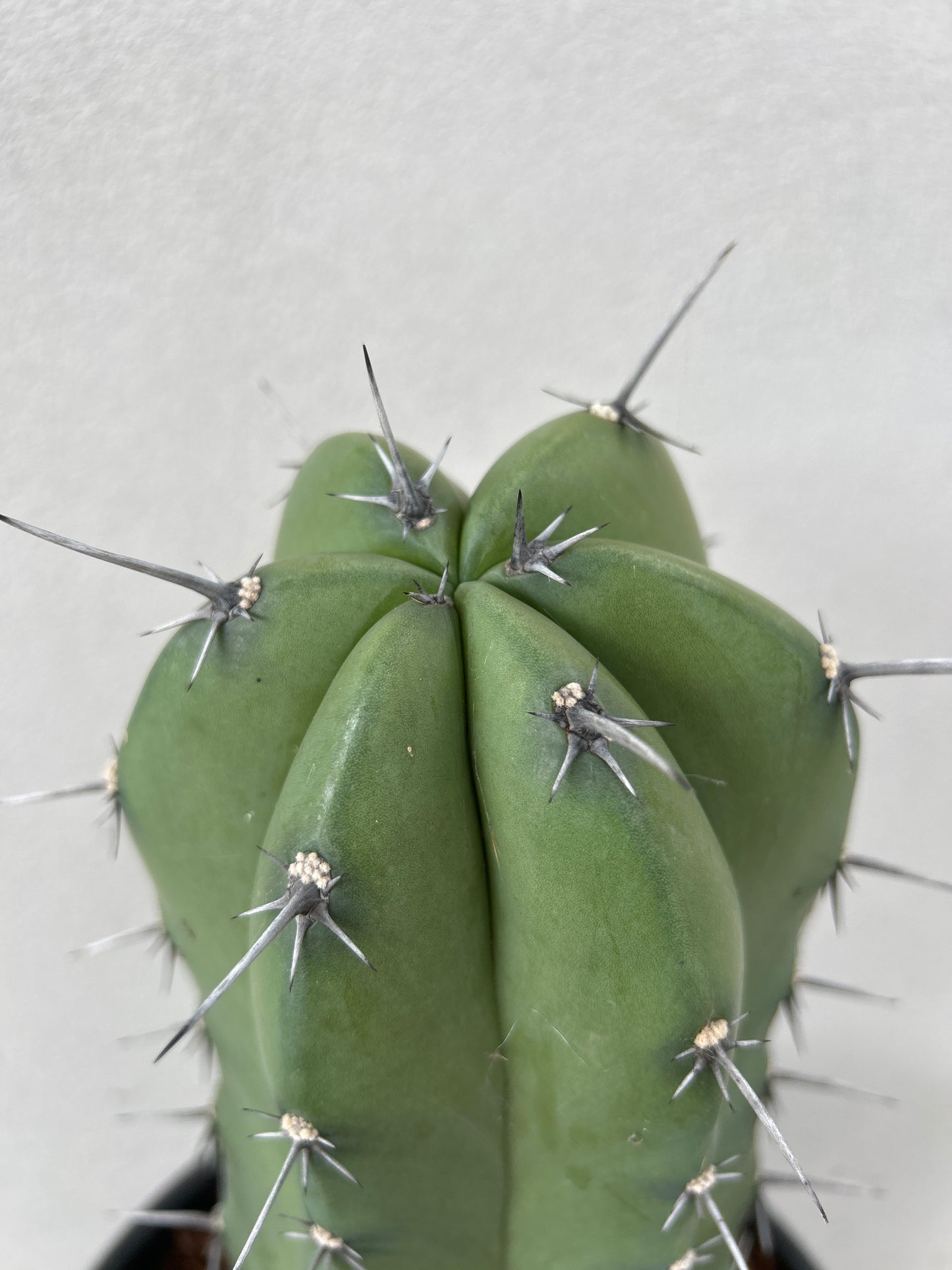 Myrtillocactus