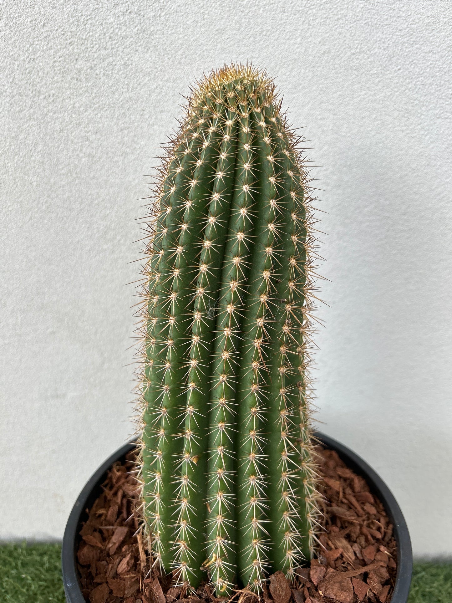 Echinopsis schickendantzii