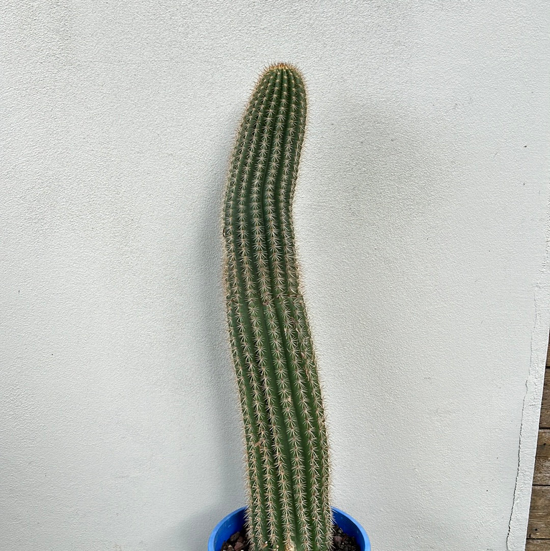 Echinopsis schickendantzii