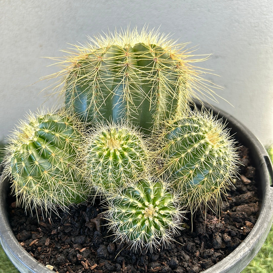 PARODIA WARASII