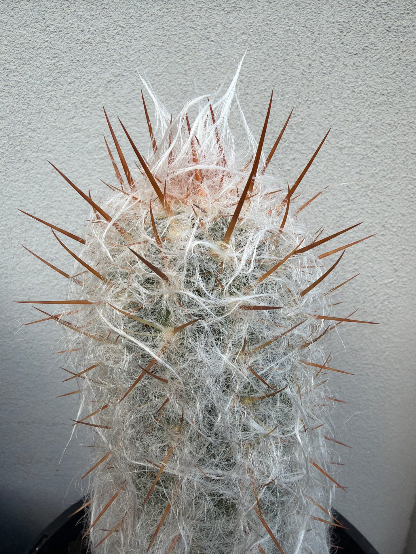 Old man cactus