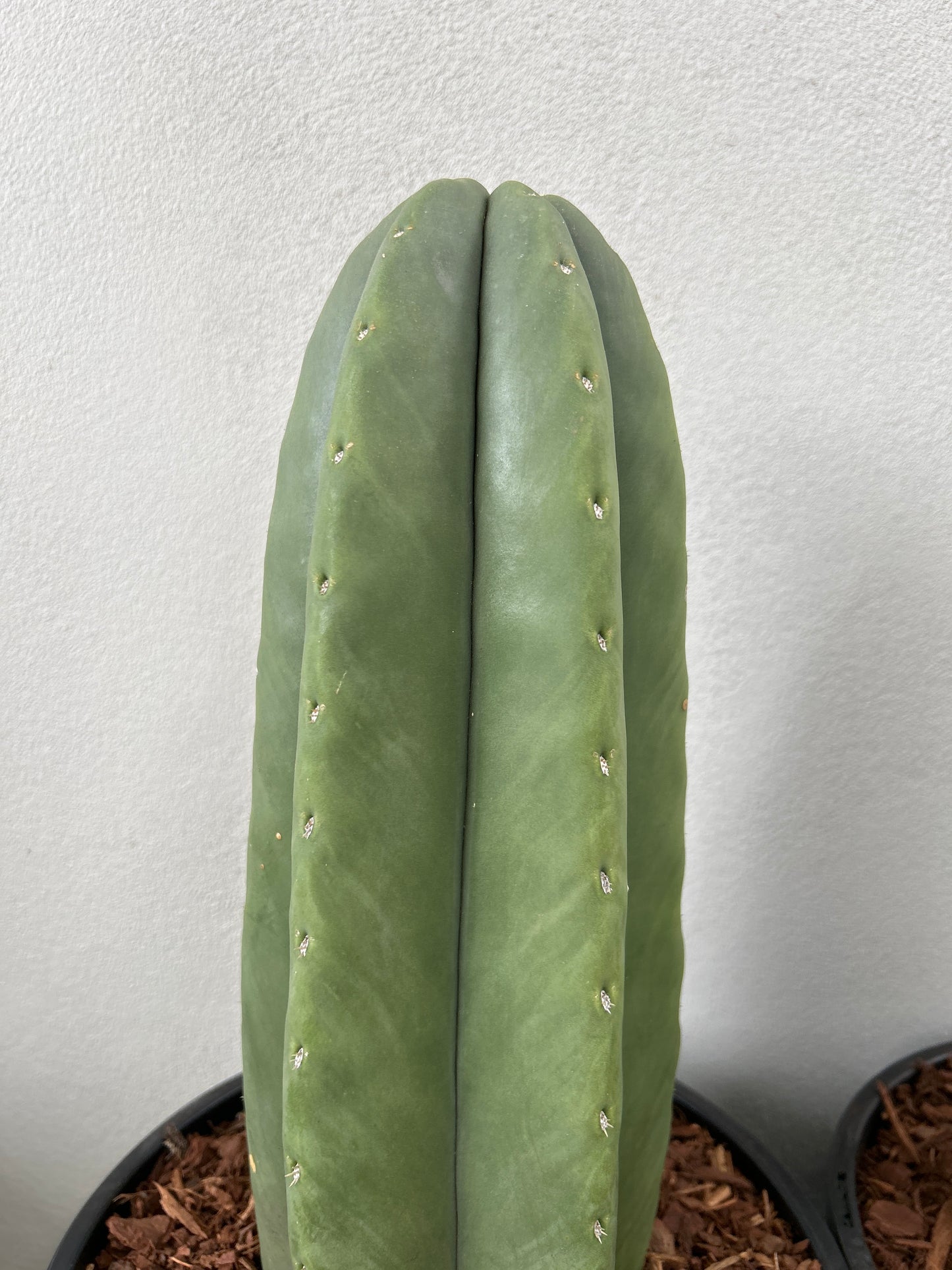 Echinopsis Scopulicola - Large