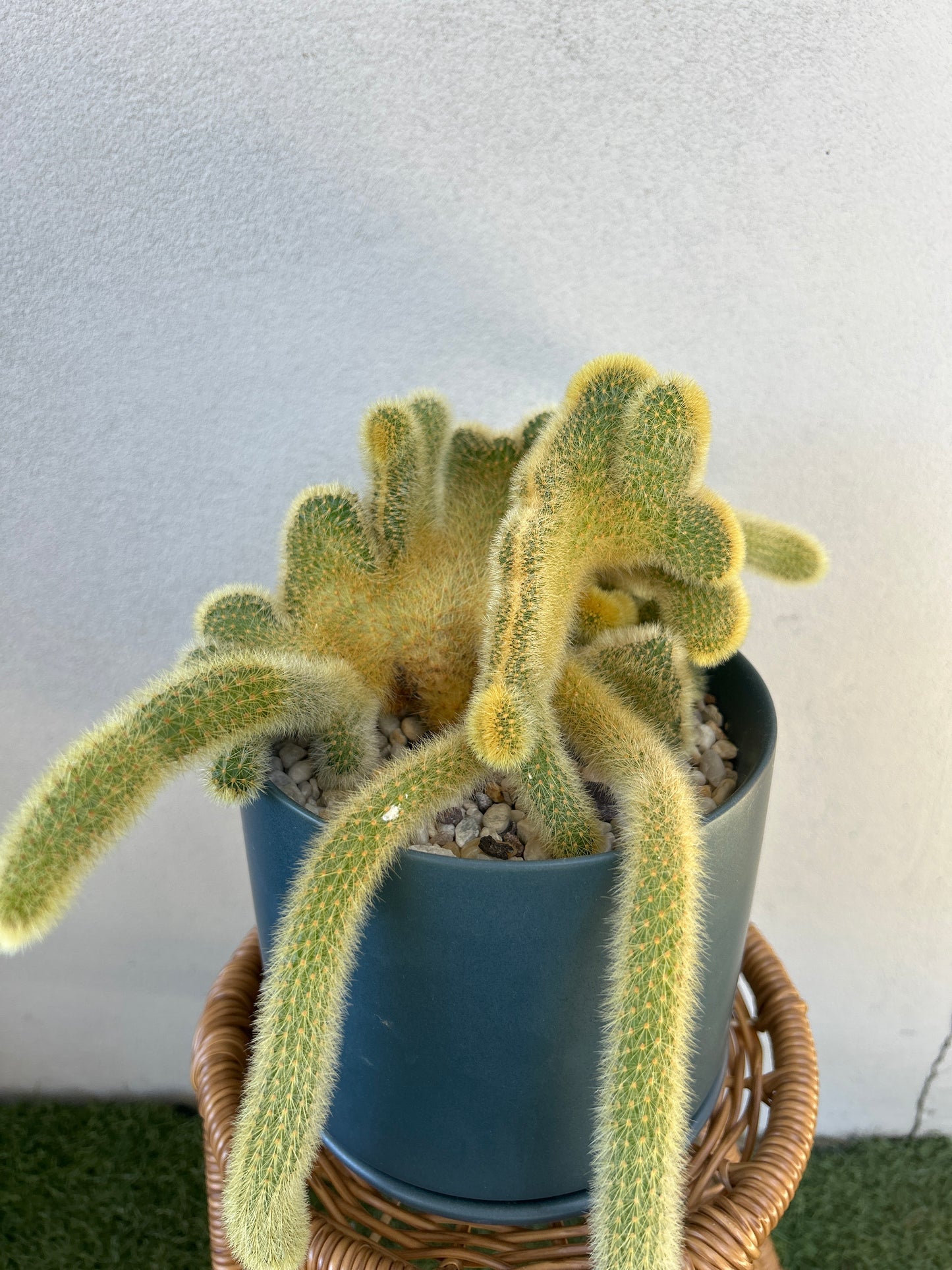 Crested Golden Rat Tail Cactus