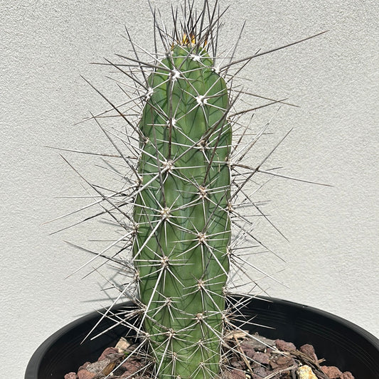 Toothpick Cactus