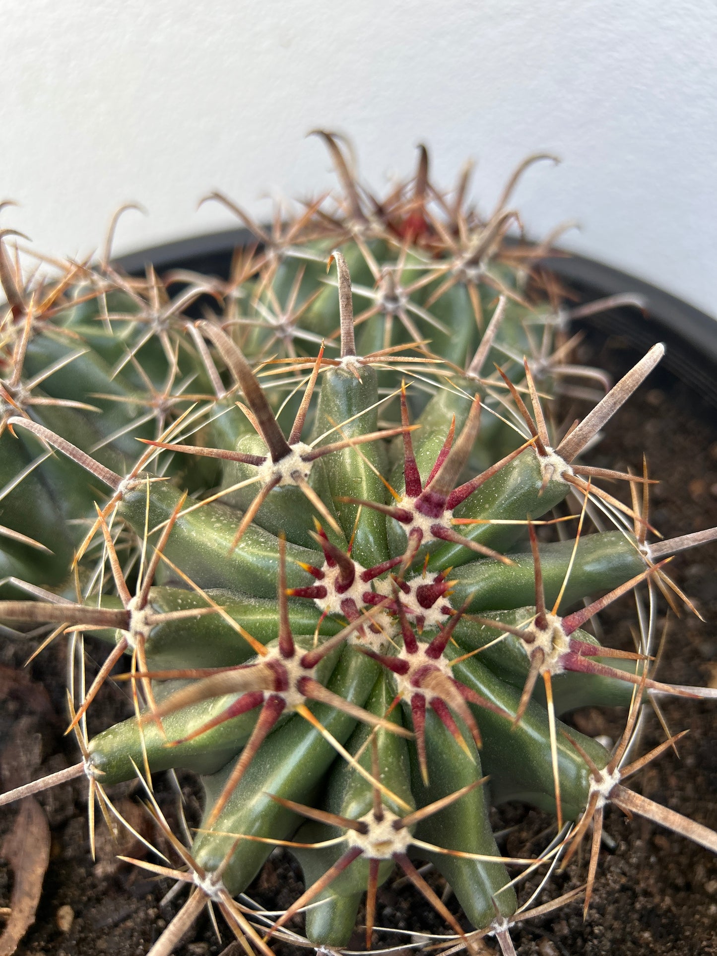 Ferocactus Latispinus Cluster