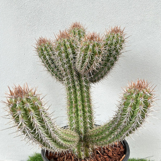 Pilocereus gounellei 
Cactus w/6 arms !