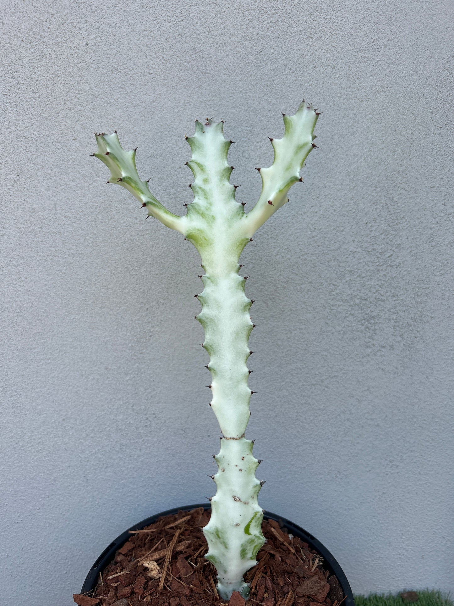 Ghost Cactus (Euphorbia lactea)