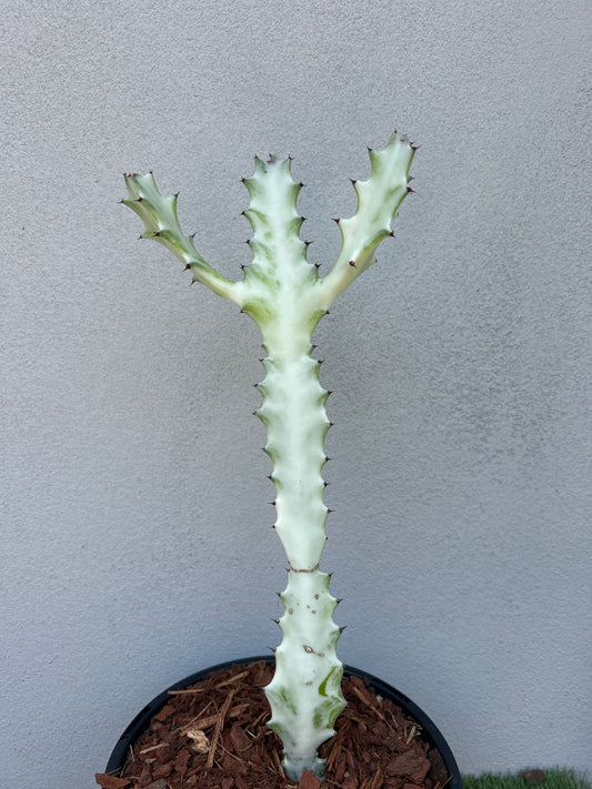 Ghost Cactus (Euphorbia lactea)