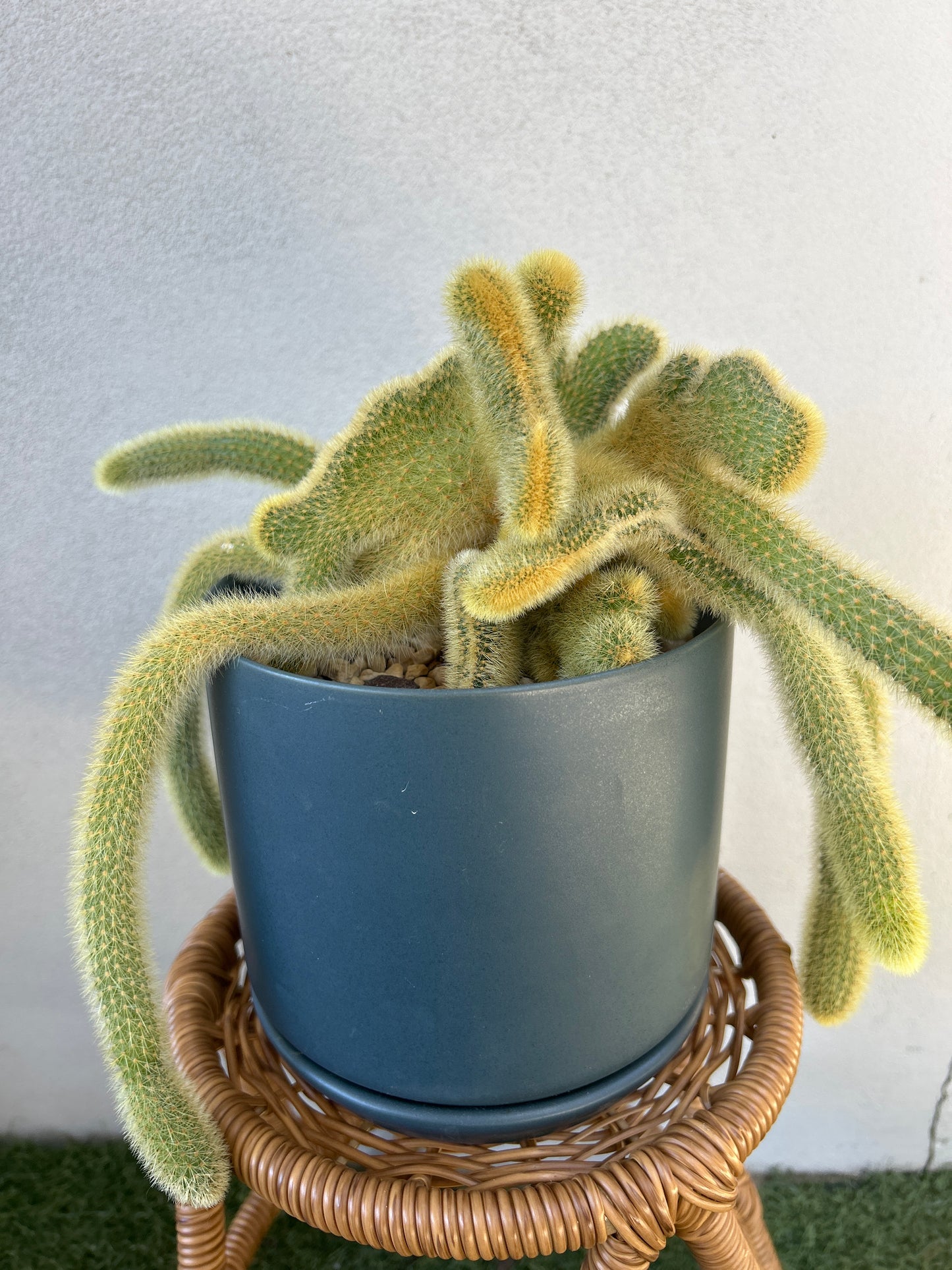 Crested Golden Rat Tail Cactus