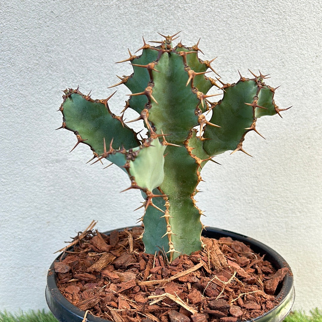 Euphorbia ceorulescens - Small