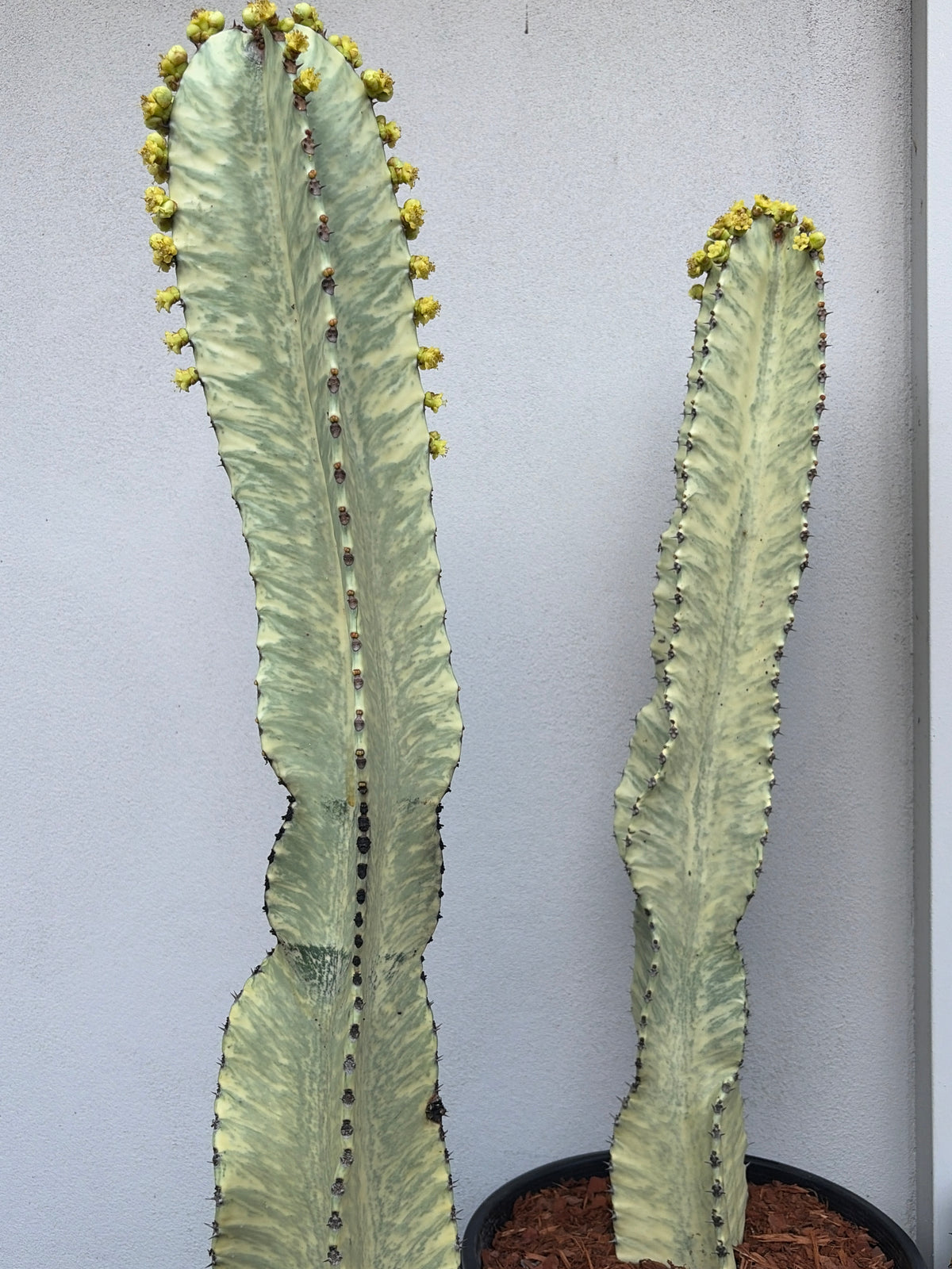 Euphorbia Ammak