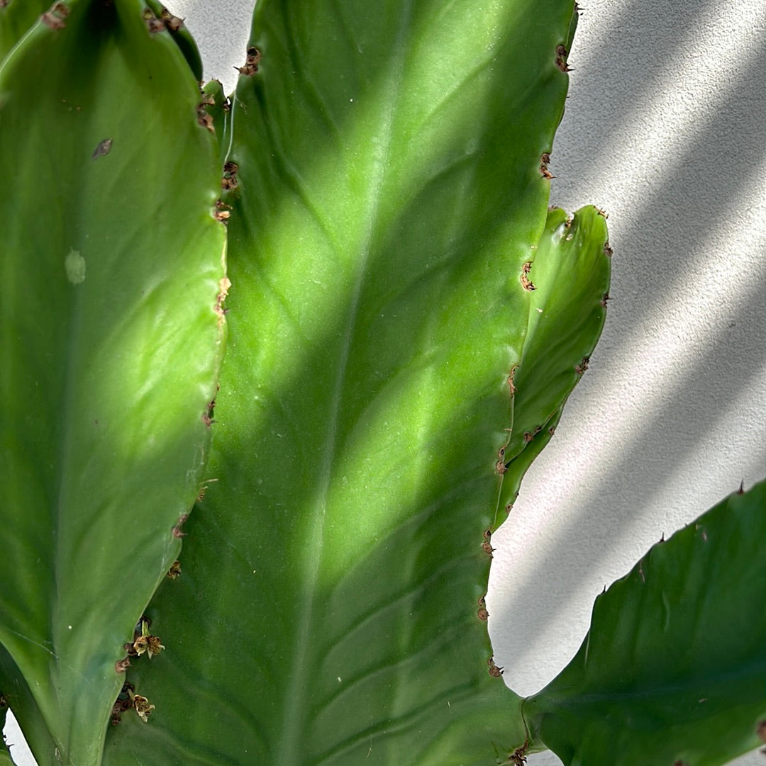 Euphorbia Ingen Cactus