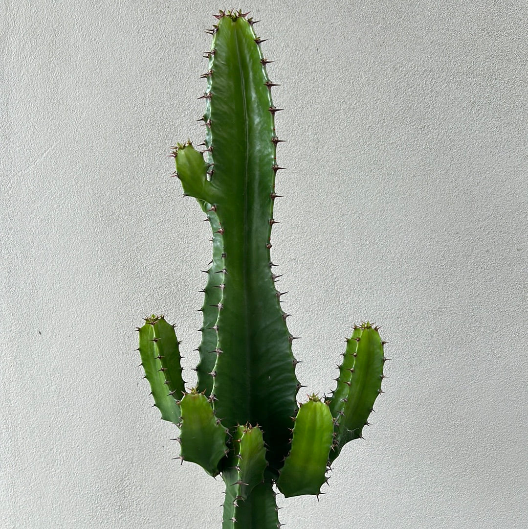 Euphorbia Cowboy 8 arms