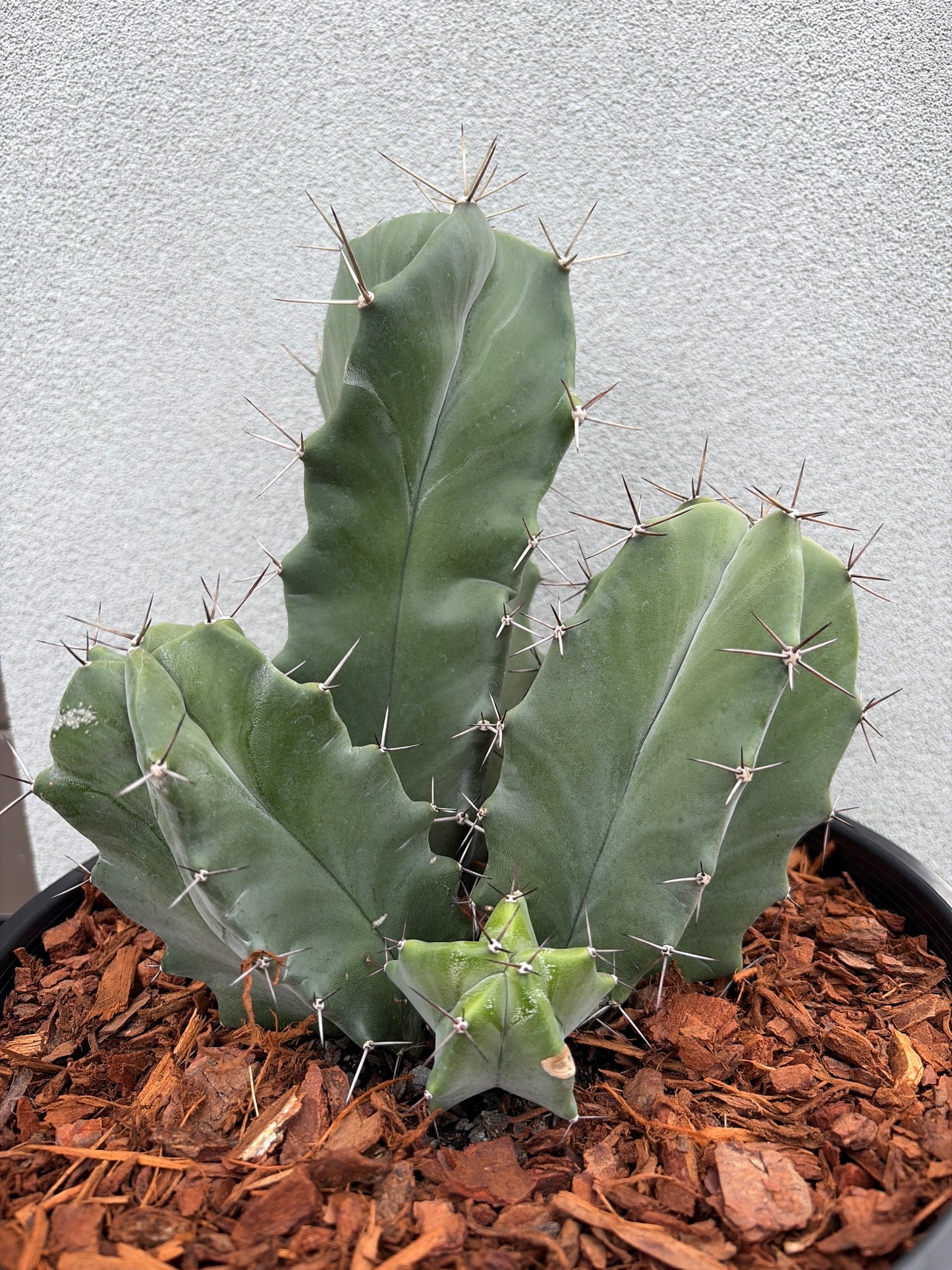 Grey Organ Pipe Cactus - Stenocereus thurberi