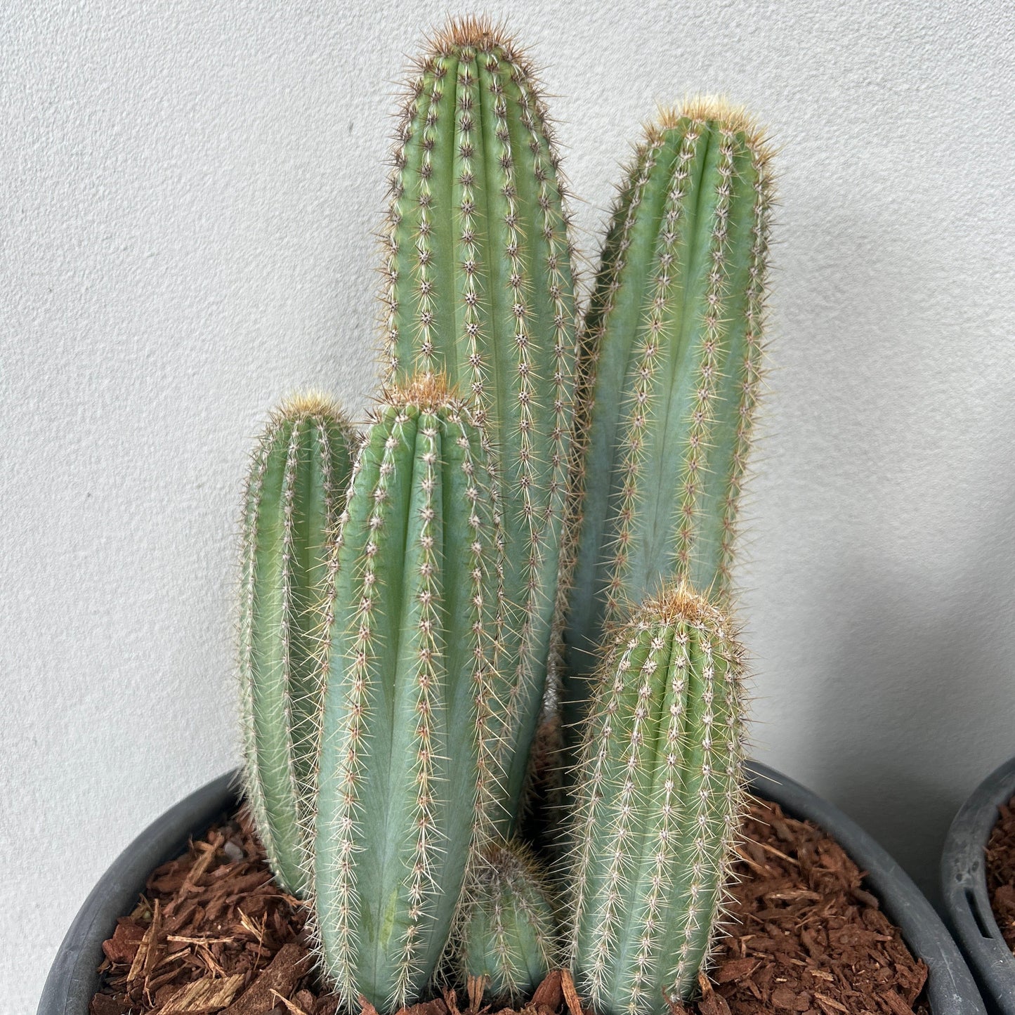 Pilosocereus Blue Torch Cactus - Multi