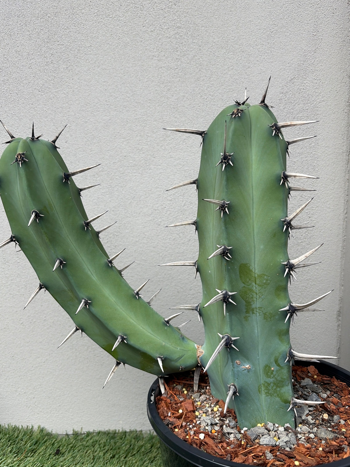 Myrtillocactus