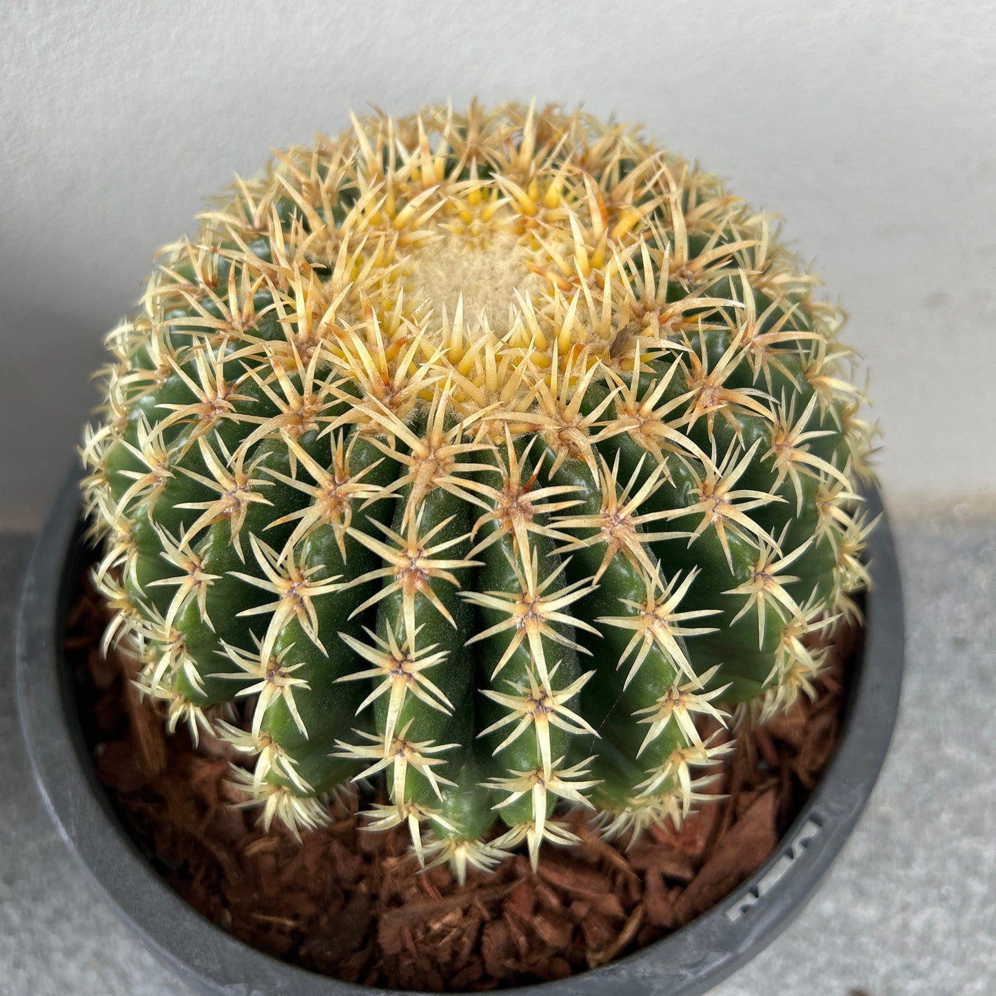 Echinocactus Brevispinus (Short spine barrel)