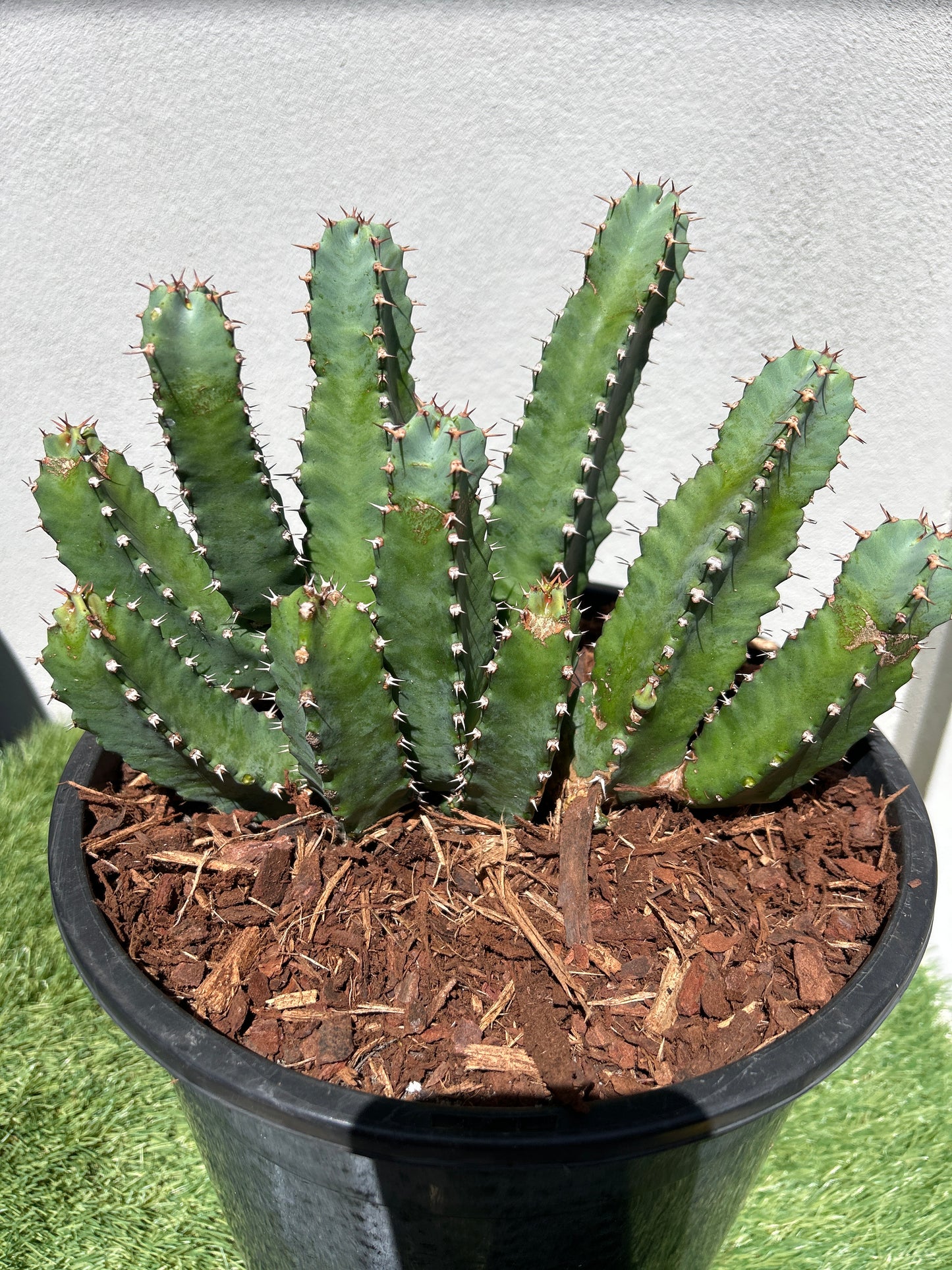 Euphorbia resinifera - Moroccan Mound -Large