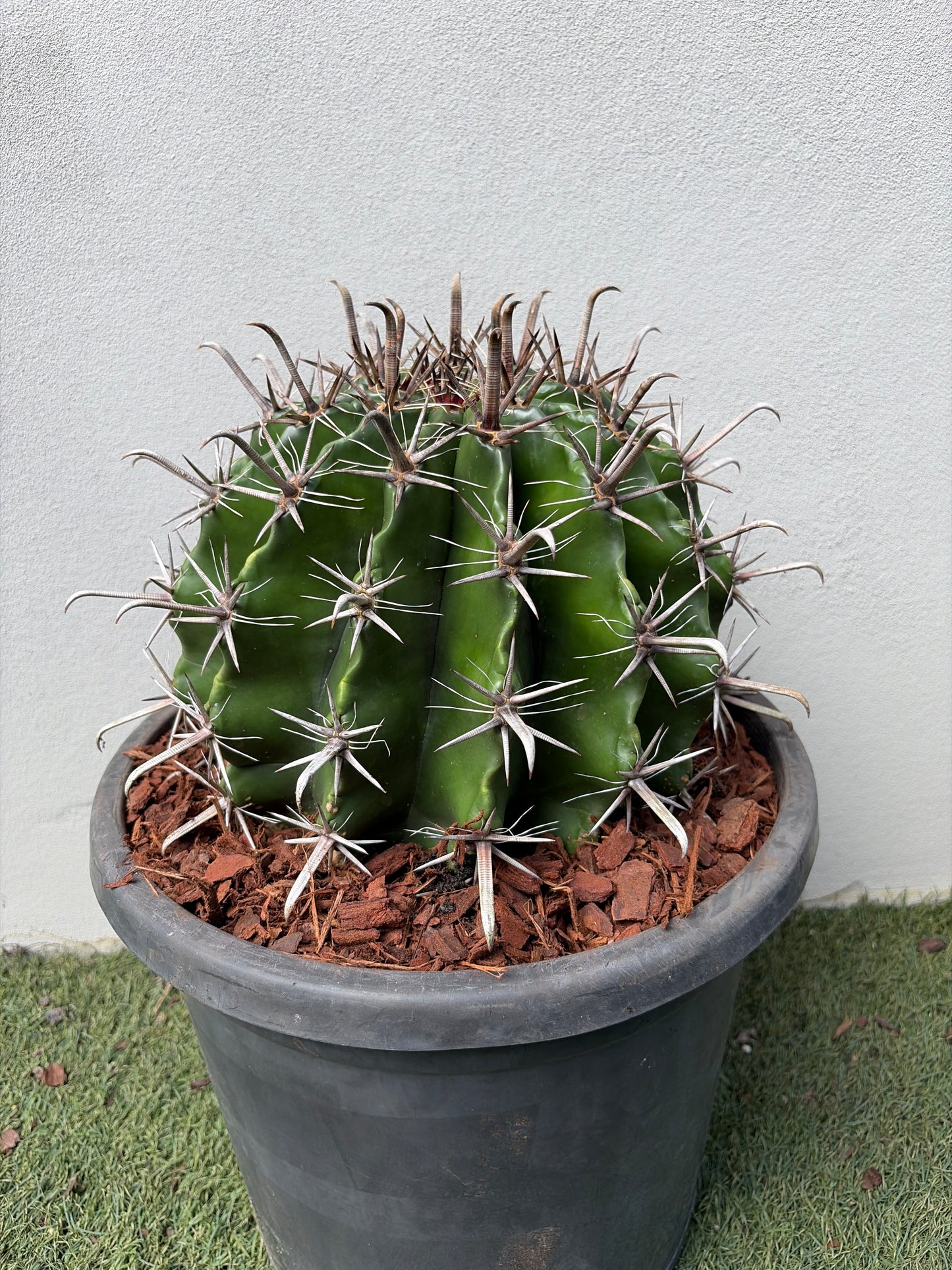 Ferocactus wislizeni – Fishhook Barrel Cactus - Large