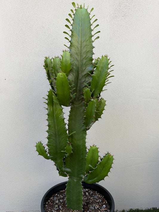 Euphorbia Cowboy