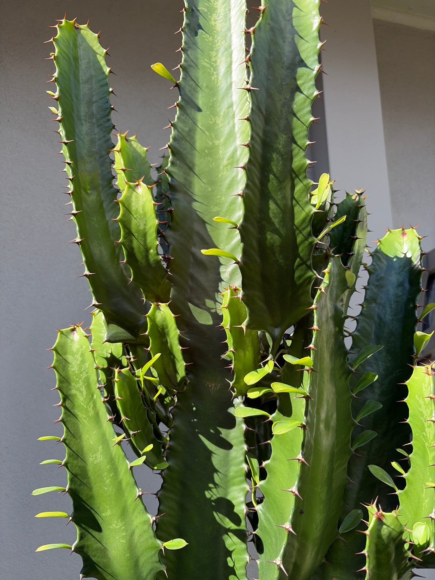 Euphorbia Cowboy