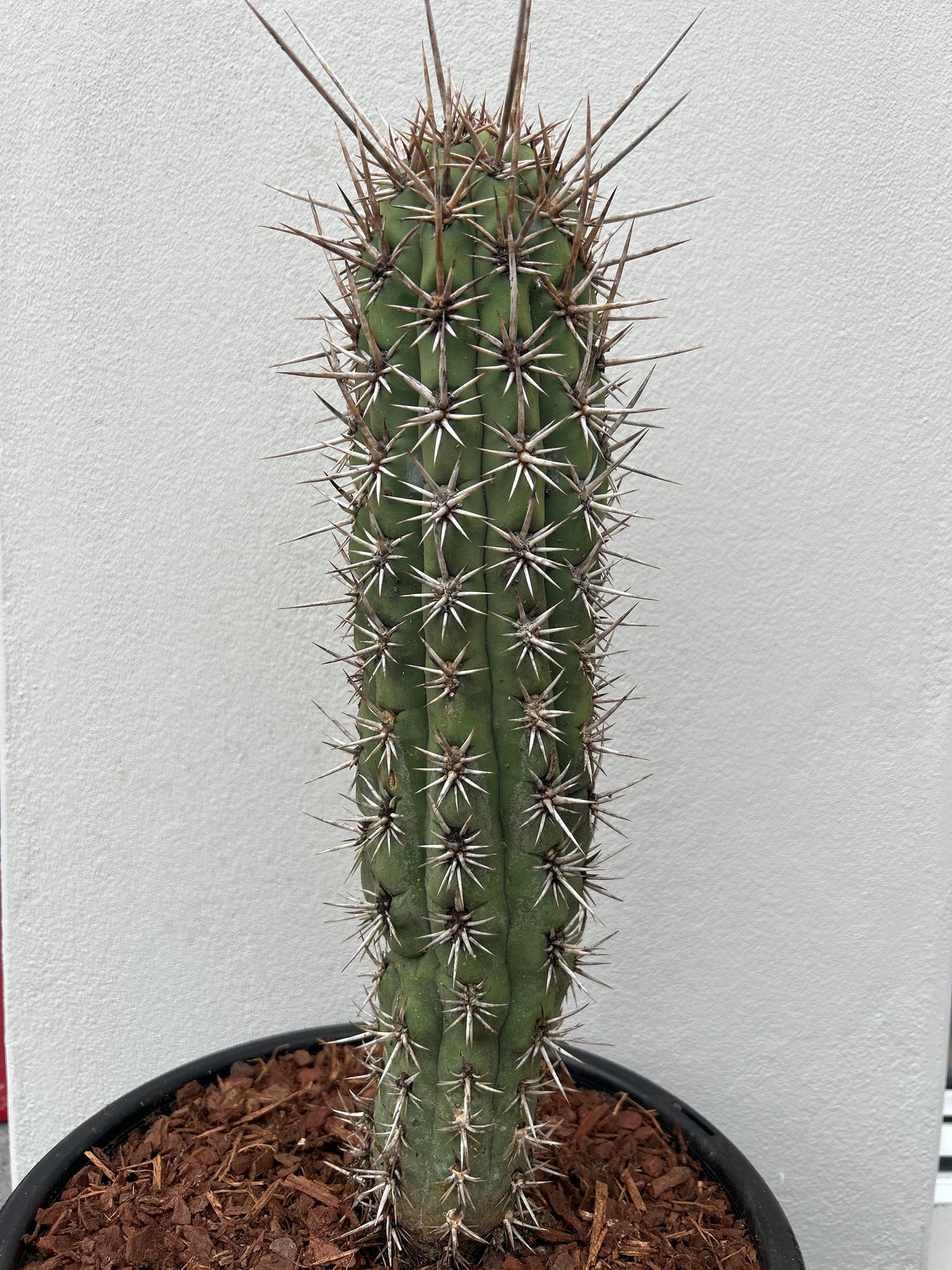 Trichocereus