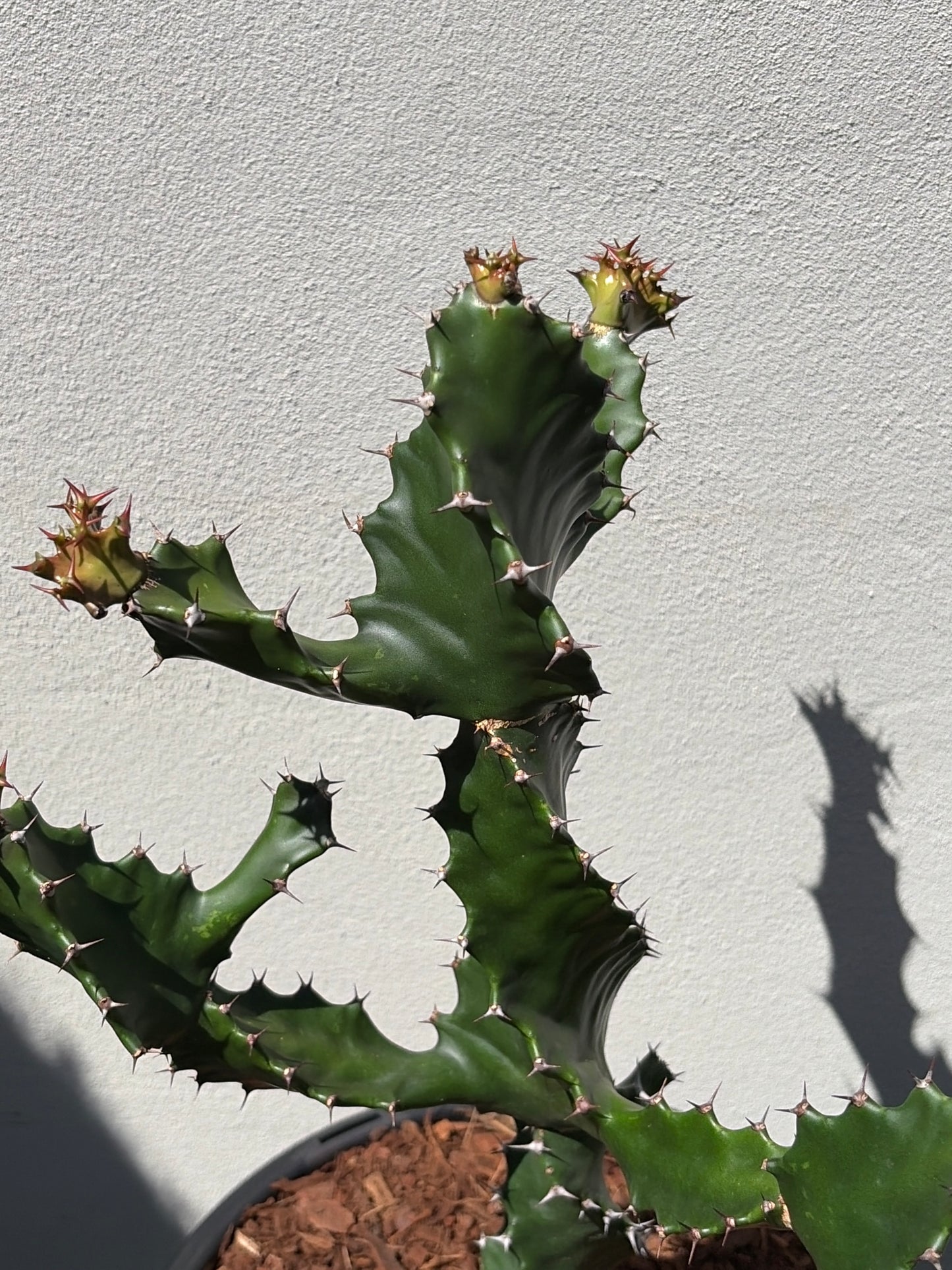Spiral Euphorbia