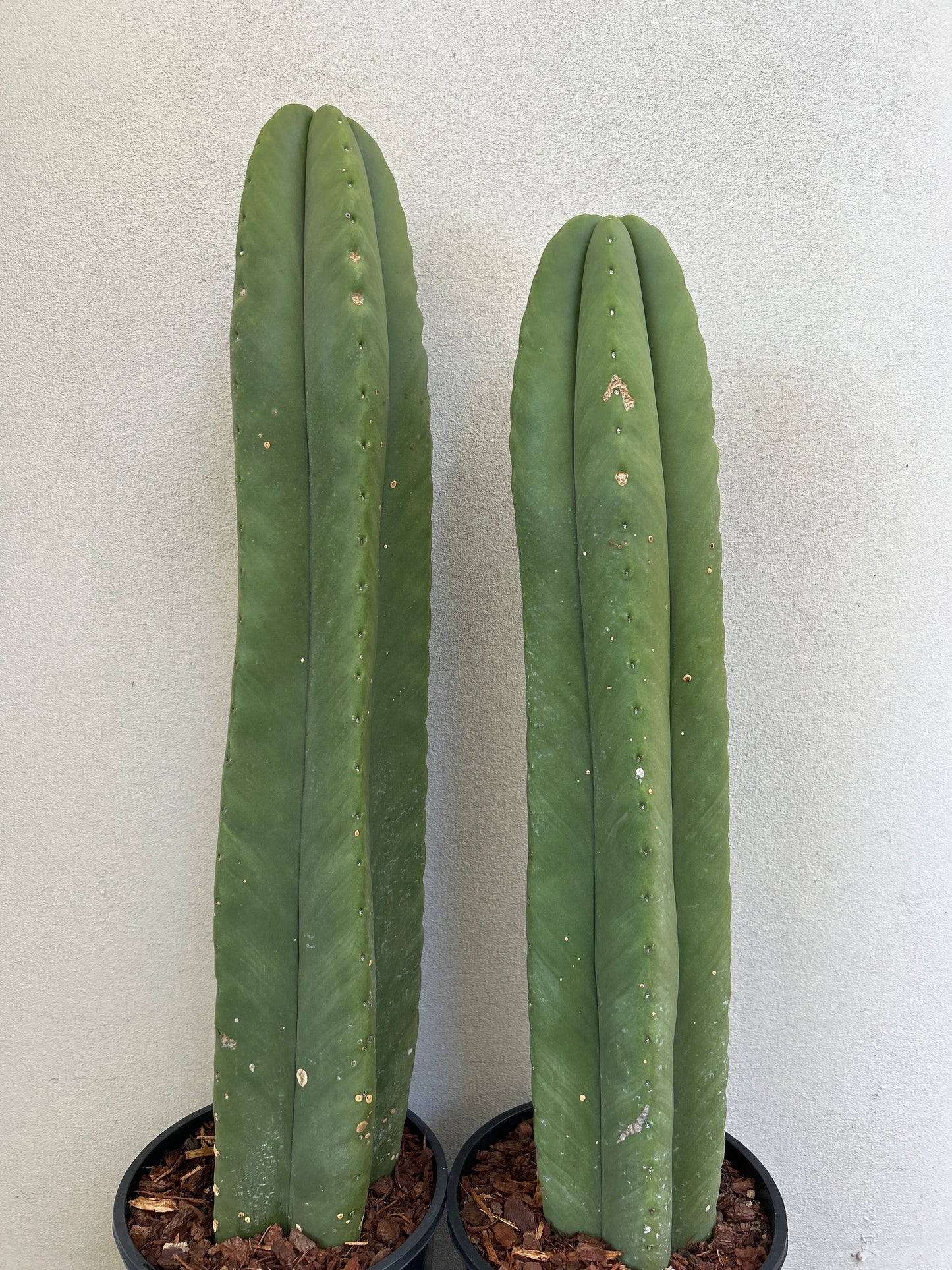 Echinopsis Scopulicola - Large