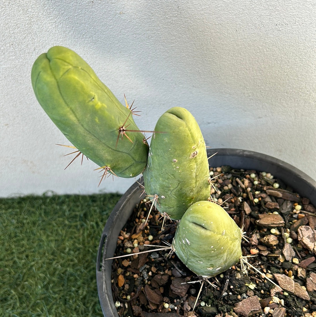 Penis Cactus