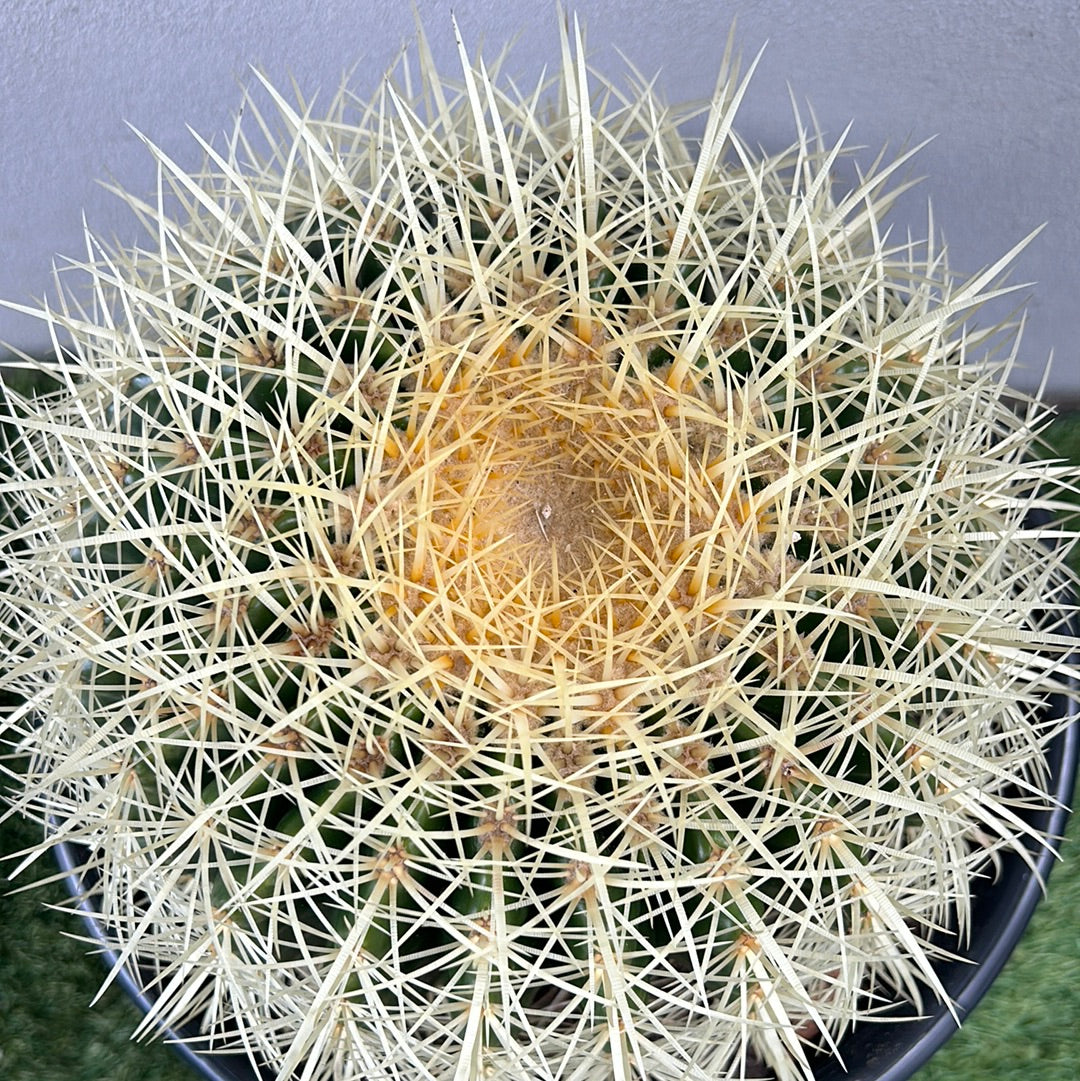 Golden Barrel cactus - Large