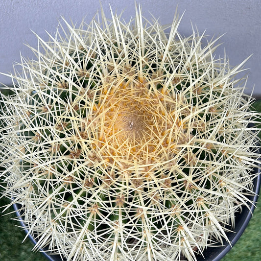 Golden Barrel cactus - Large