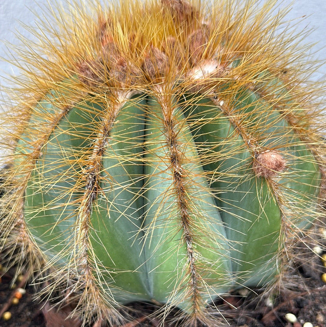 Parodia Magnificus