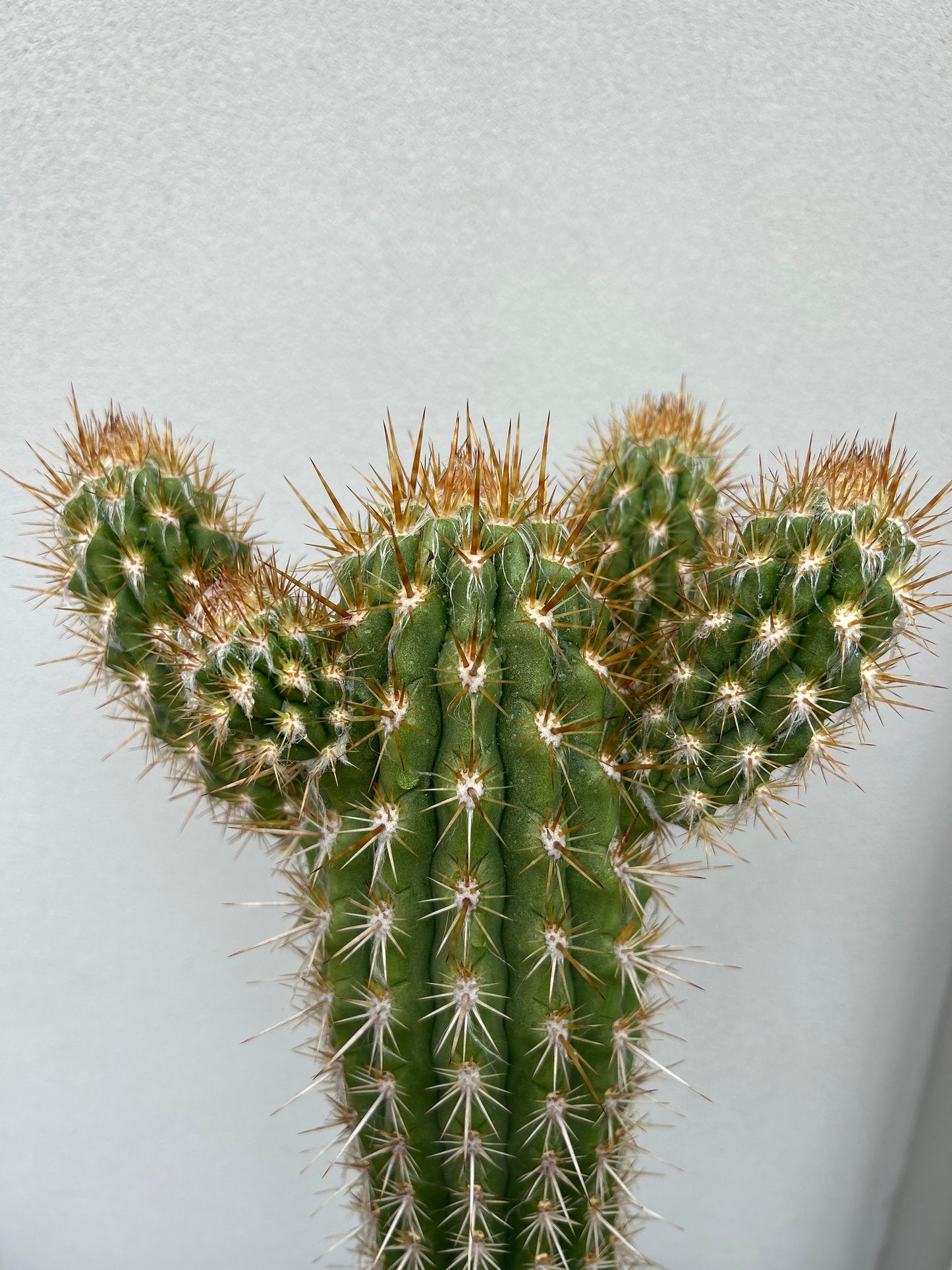 Pilocereus gounellei Cactus with 3 arms