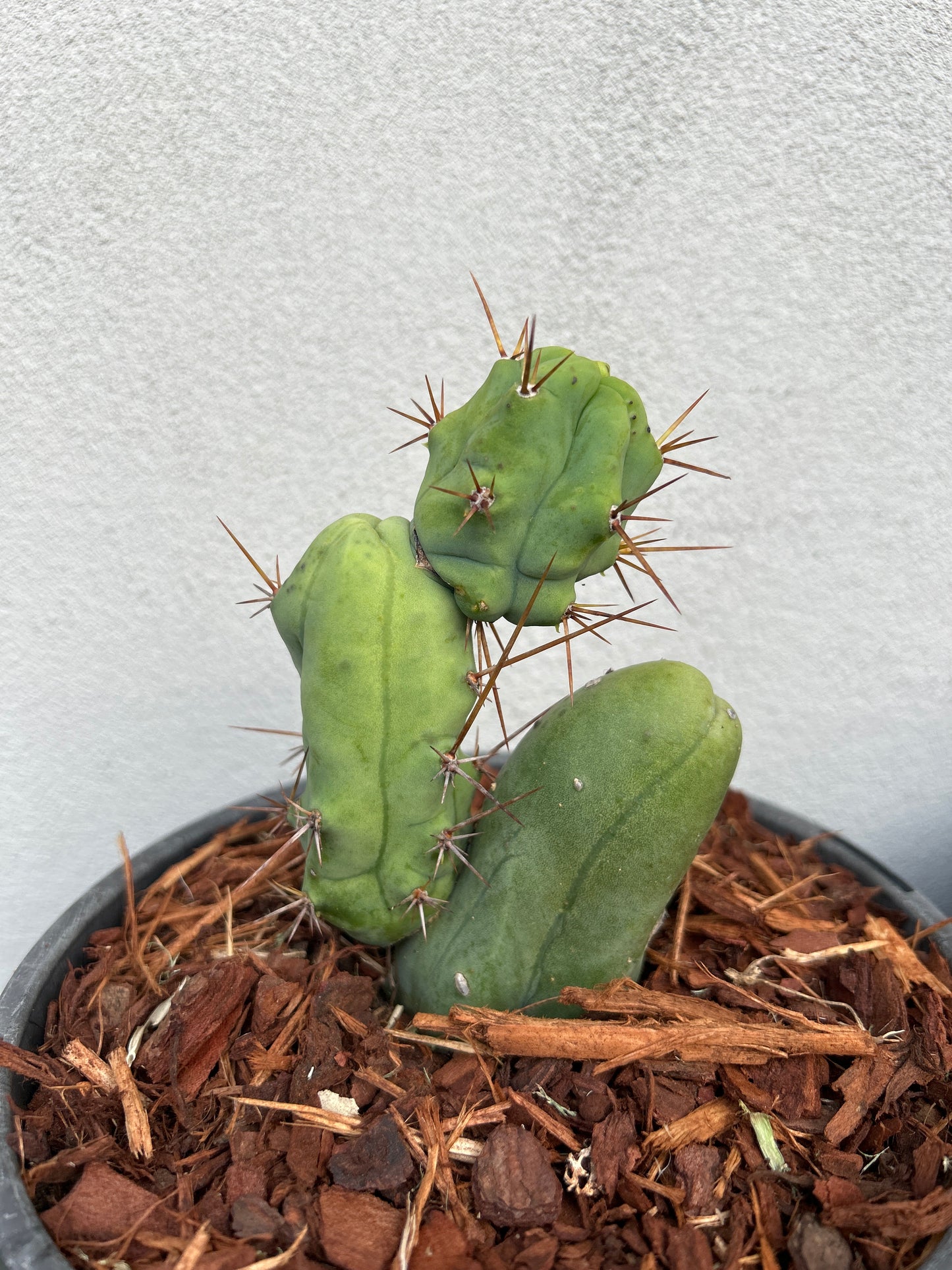 Penis Cactus
