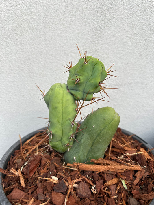 Penis Cactus