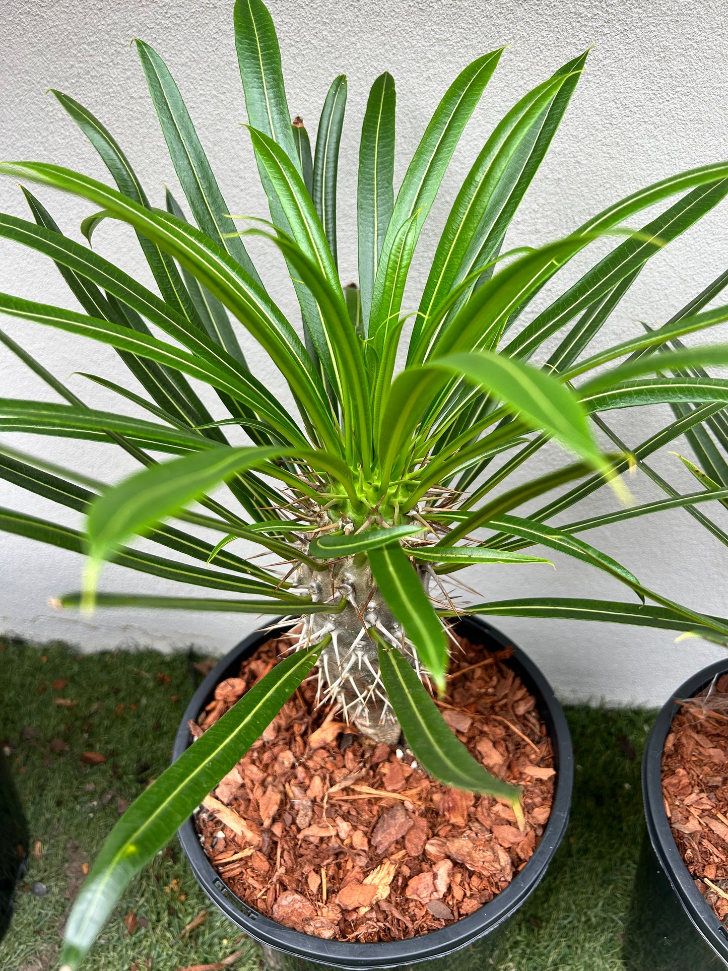 Madagascar Palm