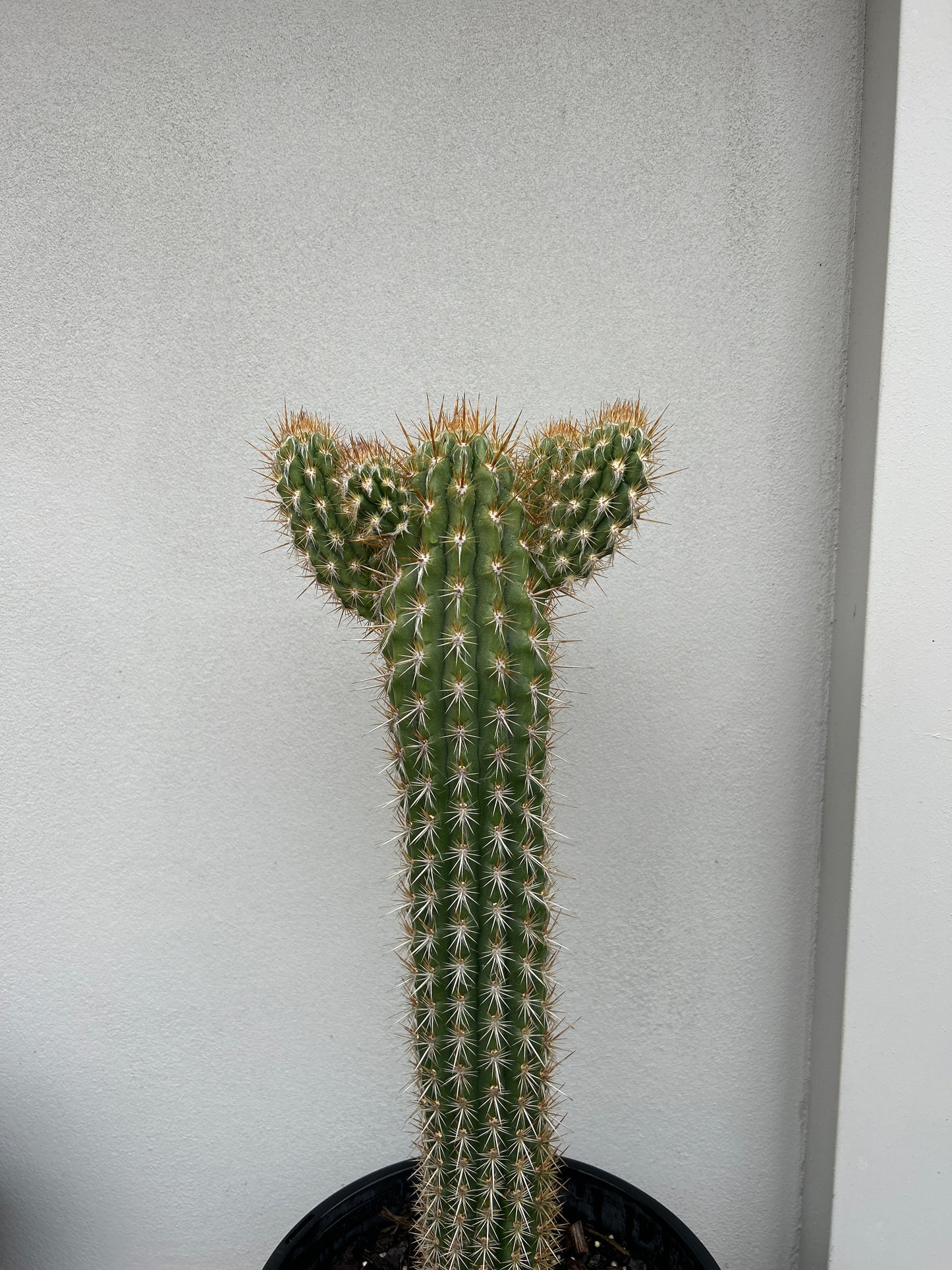 Pilocereus gounellei Cactus with 3 arms