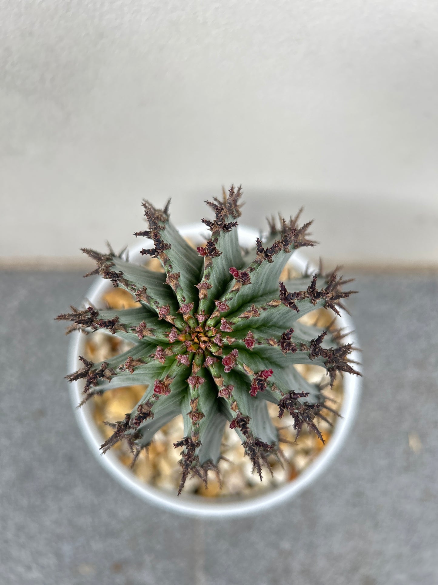 EUPHORBIA HORRIDA ‘MAJOR NOVA’