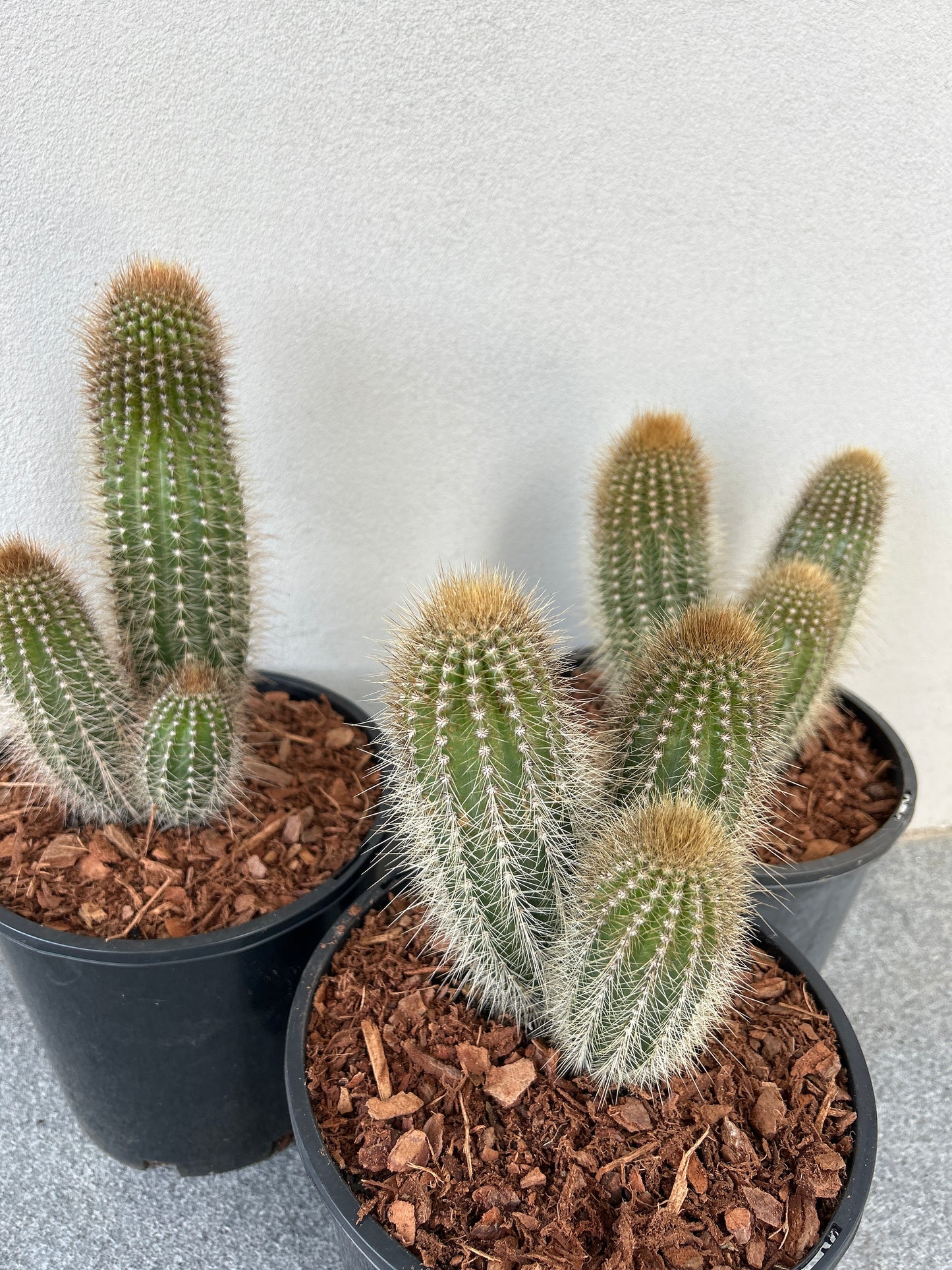 Stephanocereus Cactus Cluster