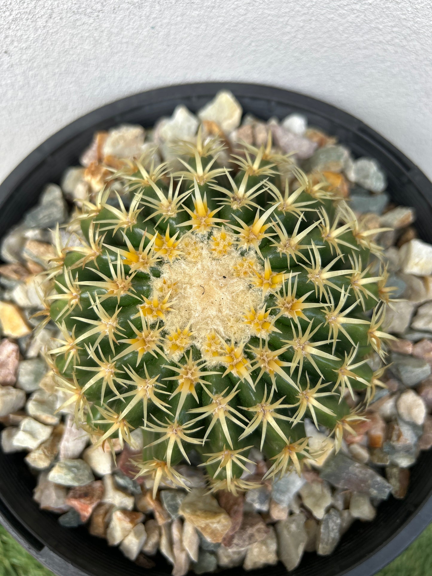 Echinocactus Brevispinus (Short spine barrel)